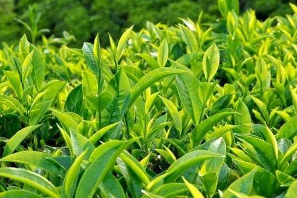 Cách khử mùi áo da mới - Sử dụng lá trà xanh